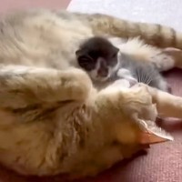 “下半身不随”の猫→血の繋がらない赤ちゃん猫と接触した結果…まさかの『本物の母子のような行動』に「母性すごい」「可愛くて仕方ないんだね」