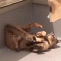 晴れた日、テキパキ家事をするママ→２匹の猫が周りをウロウロ…あまりにも『奇行がとまらない様子』に「進まないよねぇｗ」「ワロタｗ」と爆笑