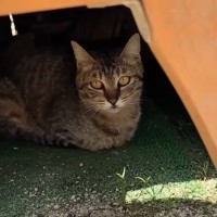 『ついてきて』というように移動し始めた母猫→あとを追ってみた結果…『驚きの光景』が9万再生「心からありがとう」「頑張ってきたんだね」