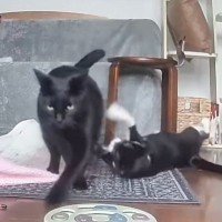 弟猫にキックされて怒った兄猫→ママに言いつけようとして…完璧に状況を伝えた『まさかの行動』が67万再生「マジで凄い」「めっちゃ怒ｗ」