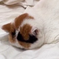 大嫌いな『動物病院に連れていかれた猫』が…まさかの行動が可愛すぎると12万いいねの大反響「全身でｗｗ」「めっちゃふてくされてるｗ」