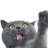 愛猫を『触ったら引っかかれた』ときの猫の言い分3選　触り方やタイミングが悪いかも？