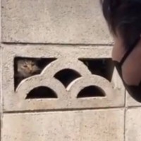 ブロック塀の穴を覗いてみたら、『小さな子猫』が……保護した結果→涙あふれる光景が19万再生「天からの贈り物」「優しさが溢れてる」