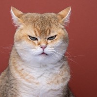 猫が『しかめっ面』しているときの3つのキモチ　怖い顔だけど、必ずしも怒っているわけじゃない？
