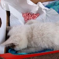 ゴミ置き場にいたボロボロの子猫→「１週間持つかわからない」と言われたが…『涙あふれる５年後の姿』が39万再生「必然の出会い」「感謝」