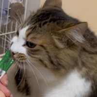 おやつを食べている猫→『体』を見てみたら…猫とは思えない『まさかの様子』が375万表示「中に人が入ってそうｗ」「逆三角形ｗ」と爆笑の声