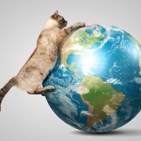 猫にもちゃんと『帰巣本能』がある？そうおぼしき3つの説　長い距離を旅して帰ってきた猫の事例も