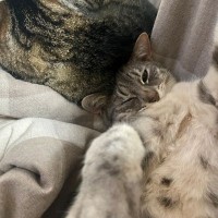 猫が豪快に『ヘソ天』で寝ているときの心理3選　ありがたい“ご開帳”を堪能させていただくときのお作法も