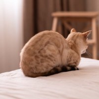 愛猫の心を深く傷つける『飼い主の最低行為』3選　あなたは無自覚でも猫にはダメージが…