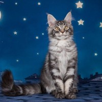 愛猫が『飼い主さんの就寝中にやりがちなこと』5選　ドタバタ、クンクン…意外に知らない、猫たちの夜中の姿