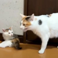 突然の激しい雨→ママ猫が子猫たちを守ろうと呼びかけた結果…予想外すぎる『まさかの反応』に「さすがママ」「子どもたちを守ってて感動」
