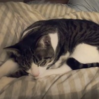 『娘といっしょに寝ている猫』を見てみたら…思わず頰が緩む『まさかの瞬間』に「潰されないのかなと思ったらｗ」「笑った」と笑顔になる人が続出