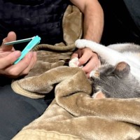 爪切り中に爆睡し始めた猫→『ポーズ』を見てみると…とんでもなく可愛すぎる瞬間が1万9000いいね「夢の中で盆踊りの練習？ｗ」「大物すぎ」