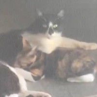 中庭に通う野良猫親子→様子を見ていたら…『ボロボロの母親』がとった行動に涙が止まらないと48万表示「とても情が深い」「お母さんは偉大」