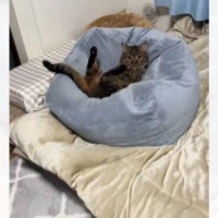 クッションにお尻がはまった猫→『困ってます？』と声をかけたら…まさかのやり取りが315万再生「声かけが看護師ｗ」「会話してるの可愛いｗ」