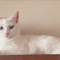 愛猫の火葬で『絶対また私のところに来てね』と伝えたら…数年後→思わず号泣の『奇跡のような出来事』に14万いいね「素敵」「涙が止まらない」