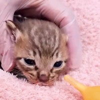 「助けて…カラスに襲われた子猫を２匹保護した。ミルクを飲んでくれない」とメッセージ→夜通し奮闘した結果…『まさかの結末』が11万再生