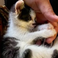 『国道で轢かれそうになっていた赤ちゃん猫』を保護して３年後…胸がギュッとなる"変化"に「わぁ素敵」「助けてくれてありがとう」と反響