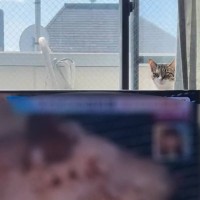 『え？』テレビを見ていたら、裏から顔をだした猫…飼い主さんが本気で焦った『まさかの瞬間』が24万再生「めちゃくちゃ焦る」「こ、こわい」