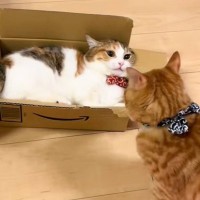 ダンボールの中でくつろいでいた猫→同居猫に襲われた結果…"まさかの展開"が笑えると15万再生「かわいい争い」「交代しろよって感じがｗ」