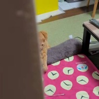 疲労困憊で帰宅した飼い主→部屋の中を覗いたら…『さらに疲労を感じていそうな猫』に"大爆笑"84万再生「何があったｗ」「ポーズ笑った」