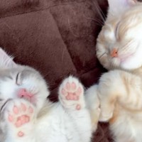 生後3か月の子猫は1日の間に何をしてる？→まとめてみたら…尊すぎてたまらない光景が183万再生「食べちゃいたいくらい可愛い」「て、天使」