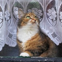 ヨーロッパでもっとも「猫密度が高い国」はギリシャやトルコではなく…ネット旅行社が分析結果を発表！