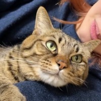 ママの腕にギュッとしがみつく猫→『好きなの？』と聞いてみたら…まさかの尊すぎる瞬間が40万再生「本当にたまらん」「大好きなんだね」