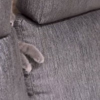 ソファーの間から『猫の前足』→何してるんだろうと思い見てみたら…「レベル高いｗｗｗ」「面白すぎてしんどい」笑撃の様子が37万再生