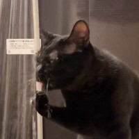 猫がシャワーのお湯を飲みだしたかと思ったら…修行増みたいなことをし出した『まさかの光景』が2万いいね「大胆すぎるｗｗｗ」「洗顔？ｗ」