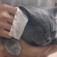耳掃除をしてもらっている猫→『後ろ足』を見てみたら…まさかの『可愛すぎる瞬間』が59万3000再生「なんていい子」「お行儀がいいね」