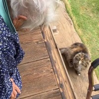 大好きなおばあちゃんが出かけようとすると、猫が…『幸せ溢れるやり取りの様子』が癒されると54万再生「大好きなのねぇ」「心温まる」