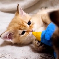 寝転がってくつろいでいる"赤ちゃん猫たち"→そっと起き上がらせてみると…「いつまでも見ていられる」「可愛すぎる」と癒される人が続出