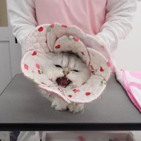 サロンに来た“ガチ噛み注意”猫→プロの先生の手にかかった結果…感動の光景に「テクニックも知識も凄くて感動した」「プロって凄い」と絶賛の声