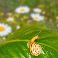 猫とは接触させないで！梅雨時に多い『ナメクジ・カタツムリ』を避けるべき理由