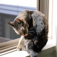 『ひなたぼっこ』が猫にもたらす5つのメリット　逆効果にならないための注意点も