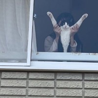 こんな見送りされたら会社行きたくない…家の『窓』を見てみたら→納得の『猫の姿』が675万表示「もう会社やめる」「なるほどｗｗ」