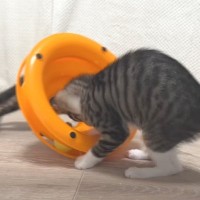 『おもちゃで遊ぶ子猫』を見ていたら…完全に想定外な『まさかの使い方』をする様子に笑っちゃう人が続出「個性あふれてるね」「遊び方が豪快ｗ」
