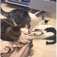 深夜2時にケンカし始めた猫たちを見ていたら…情報量の多すぎる『まさかの展開』に爆笑する人が続出「対戦相手変更ｗ」「八つ当たりで笑った」