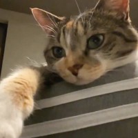 インカメラで撮影していたら、猫が手を伸ばし始めて…配信者みたいな行動をとる『まさかの瞬間』が167万表示「はい、終わるニャ」「可愛すぎ」