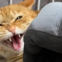 『シャー』と思いっきり威嚇する猫を撫でてみたら…段々と変化していく『まさかの光景』が162万再生「なんかいい感じｗ」「可愛いｗｗ」
