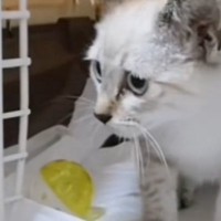 『びしょ濡れでさまよっていた子猫』を家族に迎え入れたら…『まさかの成長記録』が笑っちゃうと96万再生「ニヤニヤが止まらないｗ」「爆笑した」