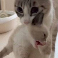 まだ遊びたいとグズる赤ちゃん猫を、ママ猫が…『続々と運ばれていく光景』が可愛すぎると1万4000いいね「あーたまらんｗ」「強制退去ｗ」