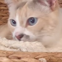 リラックスしていた猫→パパが『おなら』をした次の瞬間…突然の"悲劇"の様子が笑えると6万再生「表情豊かｗ」「途中で止まっちゃったねｗ」