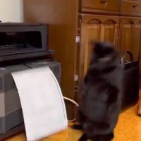 動いている『コピー機』に近づいて興味津々で見ている猫…思わず笑ってしまう『熱いバトルの様子』が159万表示「可愛すぎるｗｗ」「動き好き」