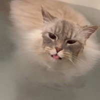 『猫がお風呂で溺れている』と思ったら…予想もしていなかった『まさかの行動』が220万表示「めっちゃ楽しんでるｗ」「笑っちゃった」
