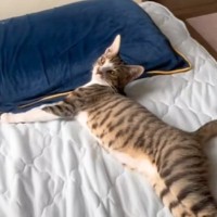 添い寝していた猫→飼い主さんが『離れようと』すると…まさかの『可愛すぎる行動』が4万いいね「こんなん家出れない」「可愛くて涙出そう」