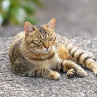 キジトラとどこが違う？『麦わら猫』の特徴と魅力を解説　実はほとんどがメスって知ってた？