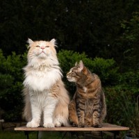 『大型猫種』と『小型猫種』の“違うところ”3選　それぞれの特徴や飼育上の注意点を解説