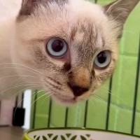 “表情がない”元保護猫→里親が決定し、現在の様子を見せてもらうと…まさかの『別猫に見えるほどの激変ぶり』に「すごくうれしい」「よかった」